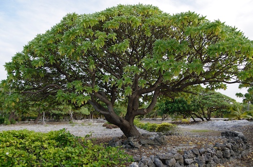 Tahinu (Tournefortia argentea)