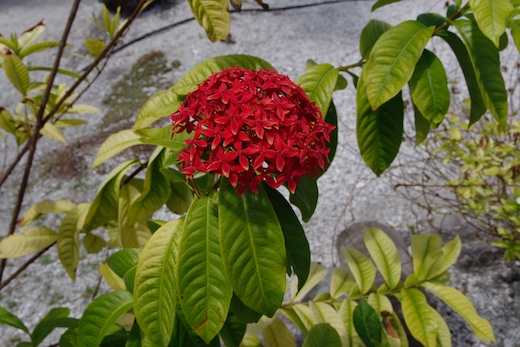 Ixora