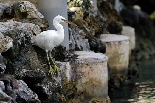 Aigrette sacrée