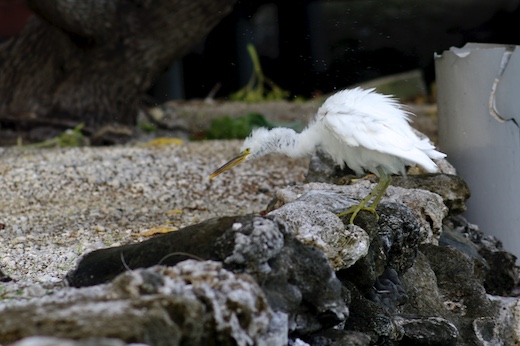 Aigrette sacrée