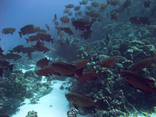 Priacanthes (Priacanthus hamrur Priacanthes (Priacanthus hamrur)