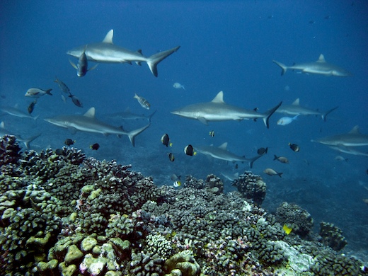 requins gris de récif (Carcharhinus amblyrhynchos requins gris de récif (Carcharhinus amblyrhynchos)
