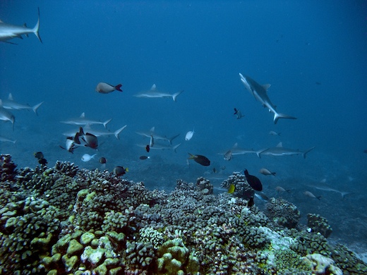 requins gris de récif et divers poissons coralliens