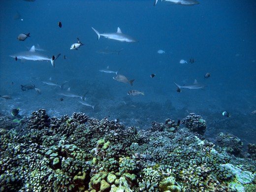 requins gris de récif (Carcharhinus amblyrhynchos requins gris de récif (Carcharhinus amblyrhynchos)