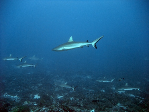 requins gris de récif (Carcharhinus amblyrhynchos) + requin bordé (Carcharhinus limbatus requins gris de récif (Carcharhinus amblyrhynchos) + requin bordé (Carcharhinus limbatus)