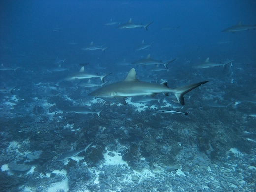 requins gris de récif (Carcharhinus amblyrhynchos requins gris de récif (Carcharhinus amblyrhynchos)