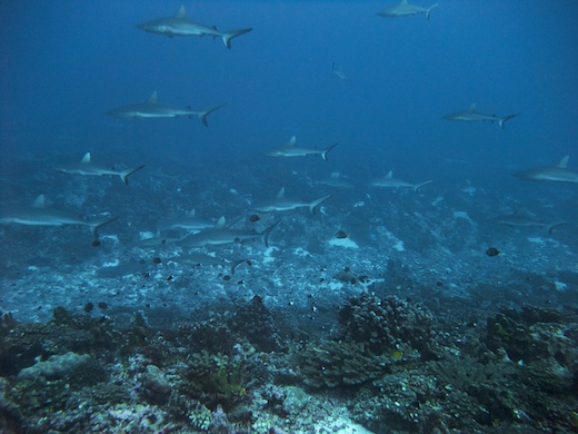 requins gris de récif (Carcharhinus amblyrhynchos requins gris de récif (Carcharhinus amblyrhynchos)