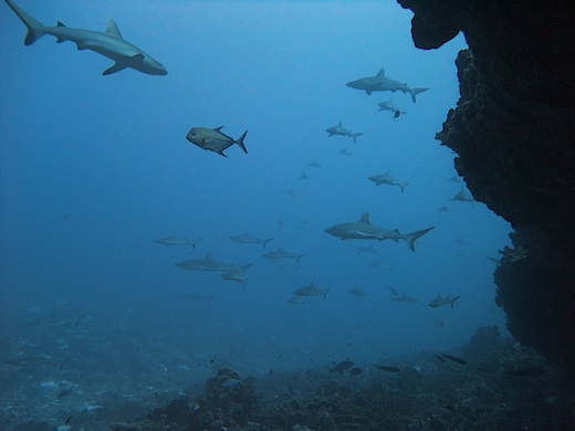 requins gris de récif (Carcharhinus amblyrhynchos) + carangue noire (Caranx lugubris requins gris de récif (Carcharhinus amblyrhynchos) + carangue noire (Caranx lugubris)