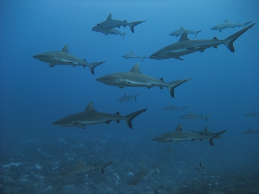 requins gris de récif (Carcharhinus amblyrhynchos requins gris de récif (Carcharhinus amblyrhynchos)