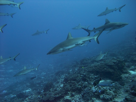 requins gris de récif (Carcharhinus amblyrhynchos requins gris de récif (Carcharhinus amblyrhynchos)
