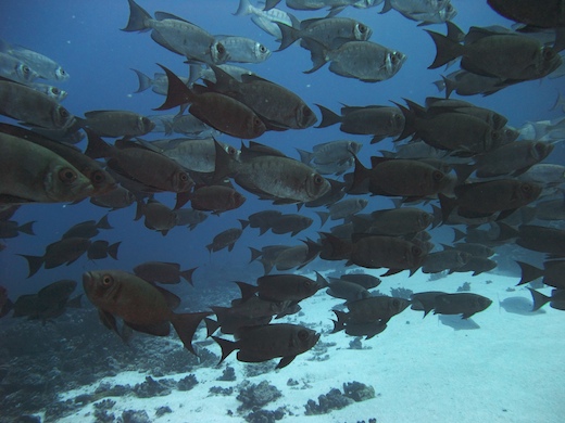 Priacanthes (Priacanthus hamrur Priacanthes (Priacanthus hamrur)