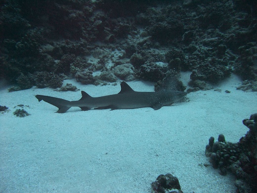 requin aileron blanc de lagon (Triaenodon obesus requin aileron blanc de lagon (Triaenodon obesus)