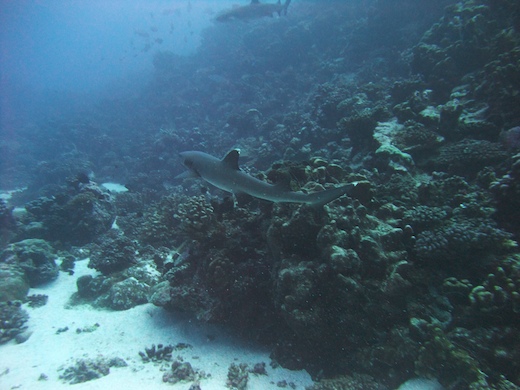 requin aileron blanc de lagon (Triaenodon obesus requin aileron blanc de lagon (Triaenodon obesus)