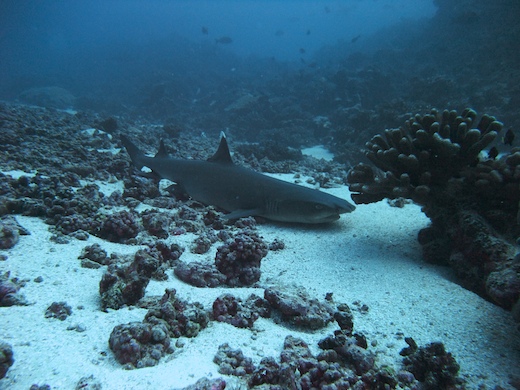 requin aileron blanc de lagon (Triaenodon obesus requin aileron blanc de lagon (Triaenodon obesus)