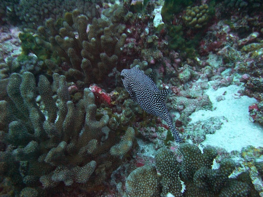 tétrodon (Arothron tétrodon (Arothron)