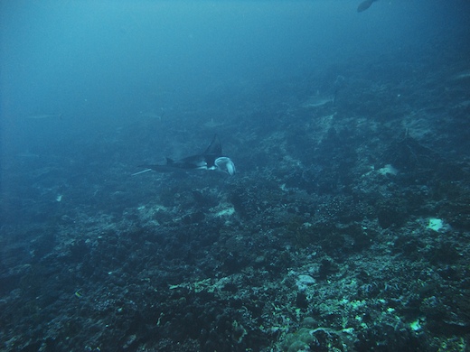 Raie Manta Raie Manta