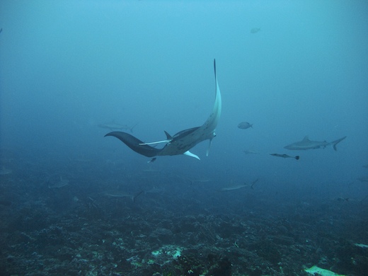 Raie Manta Raie Manta