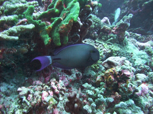 poisson-chirurgien poisson-chirurgien