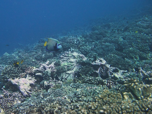 Poisson-ange empereur (Emperor Angelfish Poisson-ange empereur (Emperor Angelfish)