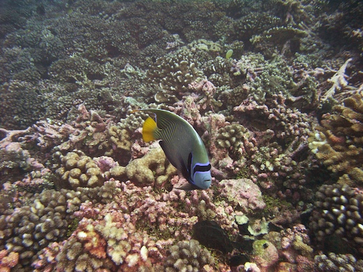 Poisson-ange empereur (Emperor Angelfish Poisson-ange empereur (Emperor Angelfish)