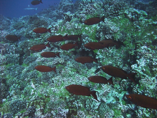 Priacanthes (Priacanthus hamrur Priacanthes (Priacanthus hamrur)