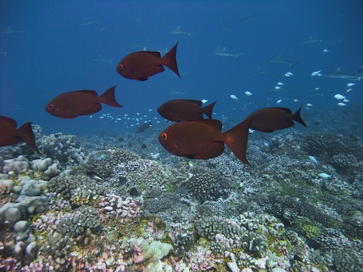 Priacanthes (Priacanthus hamrur Priacanthes (Priacanthus hamrur)