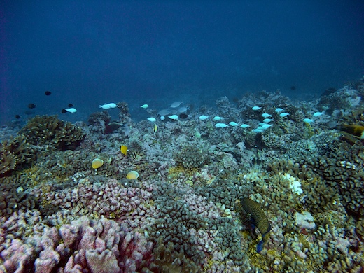 divers poissons coralliens divers poissons coralliens