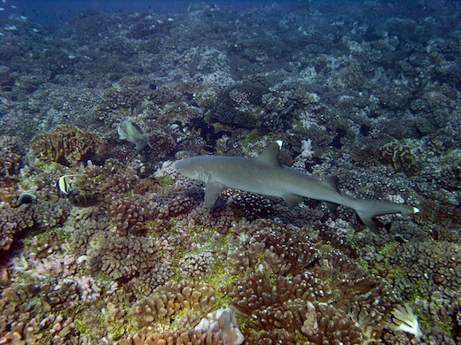 requin aileron blanc de lagon (Triaendon obesus requin aileron blanc de lagon (Triaendon obesus)