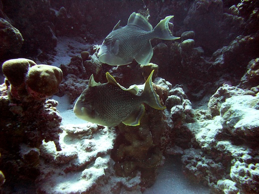 Baliste géant (Pseudobalistes flavimarginatus Baliste géant (Pseudobalistes flavimarginatus)