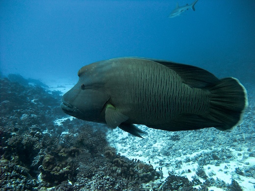 Napoléon (Cheilinus undulatus Napoléon (Cheilinus undulatus)