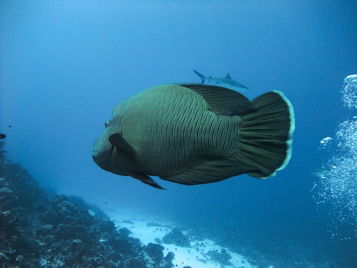 Napoléon (Cheilinus undulatus Napoléon (Cheilinus undulatus)