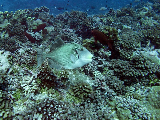 Baliste géant (Pseudobalistes flavimarginatus Baliste géant (Pseudobalistes flavimarginatus)
