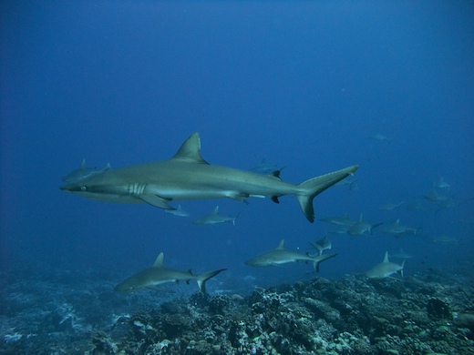 requins gris de récif (Carcharhinus amblyrhynchos requins gris de récif (Carcharhinus amblyrhynchos)