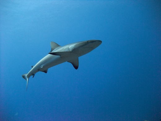 requin gris de récif (Carcharhinus amblyrhynchos requin gris de récif (Carcharhinus amblyrhynchos)