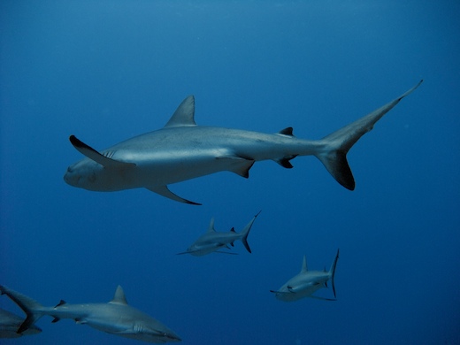 requins gris de récif (Carcharhinus amblyrhynchos requins gris de récif (Carcharhinus amblyrhynchos)