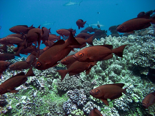 Priacanthes (Priacanthus hamrur Priacanthes (Priacanthus hamrur)