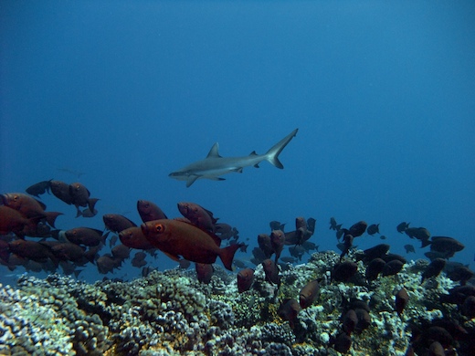 Priacanthes (Priacanthus hamrur) + requin gris de récif Priacanthes (Priacanthus hamrur) + requin gris de récif