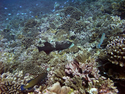 mérou, loche etc. mérou, loche etc.