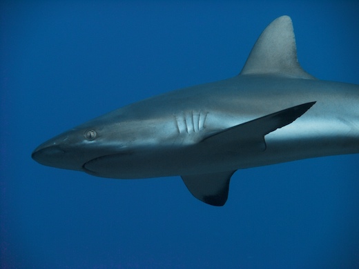 requin gris de récif (Carcharhinus amblyrhynchos requin gris de récif (Carcharhinus amblyrhynchos)