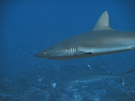 requin gris de récif (Carcharhinus amblyrhynchos) + requin du récif à pointes blanches (Carcharhinus albimarginatus requin gris de récif (Carcharhinus amblyrhynchos) + requin du récif à pointes blanches (Carcharhinus albimarginatus),