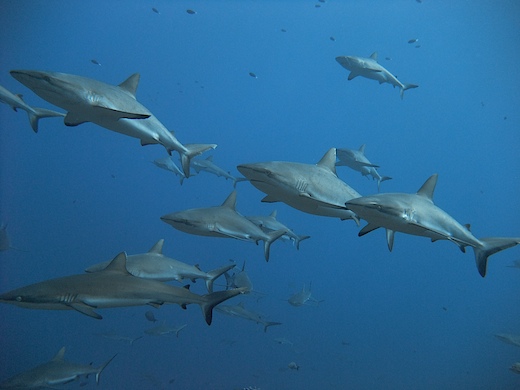 requins gris de récif (Carcharhinus amblyrhynchos requins gris de récif (Carcharhinus amblyrhynchos)