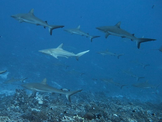 requins gris de récif (Carcharhinus amblyrhynchos) + requin bordé (Carcharhinus limbatus requins gris de récif (Carcharhinus amblyrhynchos) + requin bordé (Carcharhinus limbatus)