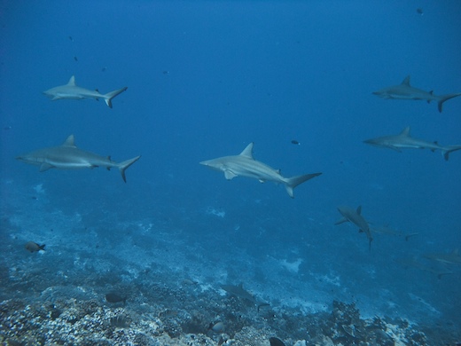 requins gris de récif (Carcharhinus amblyrhynchos) + requins bordés (Carcharhinus limbatus requins gris de récif (Carcharhinus amblyrhynchos) + requins bordés (Carcharhinus limbatus)