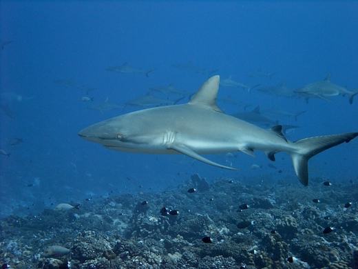 requins gris de récif (Carcharhinus amblyrhynchos requins gris de récif (Carcharhinus amblyrhynchos)