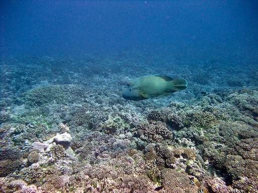 Napoléon (Cheilinus undulatus Napoléon (Cheilinus undulatus)