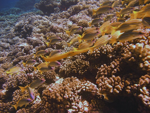 perches à raies bleues (Lutjanus kasmira) + poisson-trompette (Aulostomus chinensis perches à raies bleues (Lutjanus kasmira) + poisson-trompette (Aulostomus chinensis)