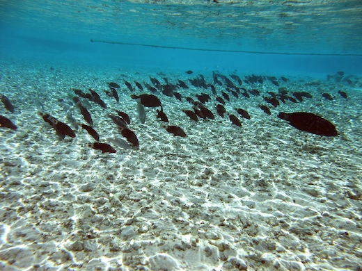 divers poissons coralliens divers poissons coralliens