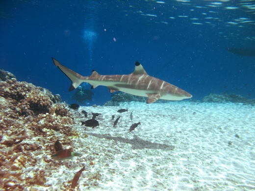 requin pointe noire (Carcharhinus melanopterus requin pointe noire (Carcharhinus melanopterus)