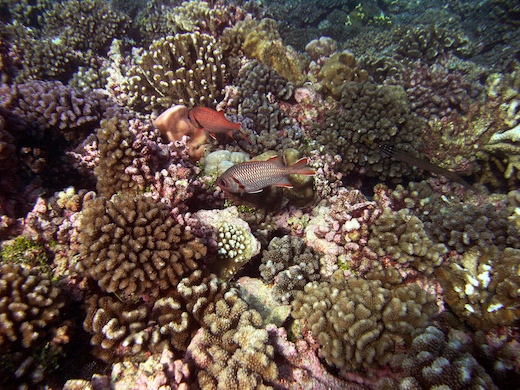 poisson-soldat Myripristis poisson-soldat Myripristis