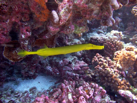 poisson-trompette (Aulostomus chinensis poisson-trompette (Aulostomus chinensis)